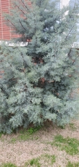 Cupressus