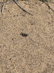 Lactista gibbosus