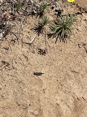 Lactista gibbosus
