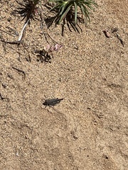 Lactista gibbosus