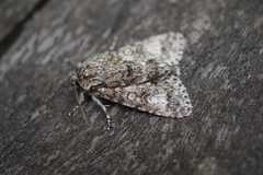 Acronicta megacephala