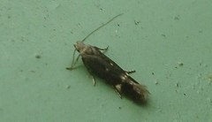 Aproaerema anthyllidella