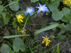 Scilla