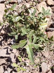 Quercus vaseyana