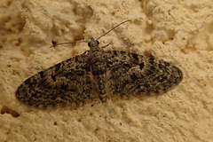 Eupithecia dodoneata