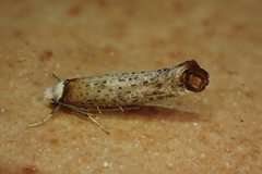 Pseudoswammerdamia combinella