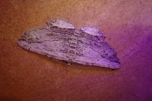 Waved Umber, 34380 Argelliers, France, photo 9 of 10