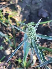 Eryngium coronatum