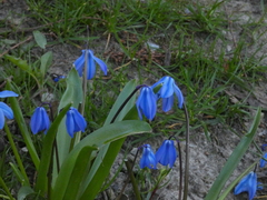 Scilla siberica