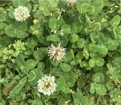 Trifolium repens