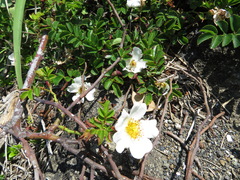 Rosa lucieae