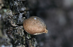 Bryoperdon acuminatum