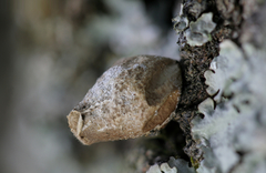 Bryoperdon acuminatum