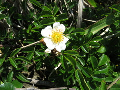 Rosa lucieae