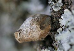 Bryoperdon acuminatum