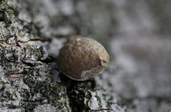 Bryoperdon acuminatum