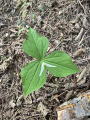 Trillium ovatum