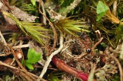 Myrmica schencki