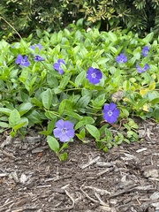 Vinca minor
