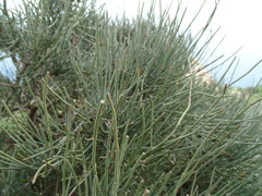Ephedra fragilis