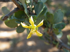 Roepera lichtensteiniana