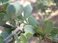 Roepera lichtensteiniana