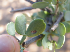 Roepera lichtensteiniana