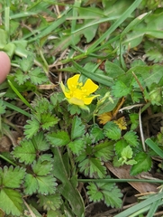 Potentilla indica