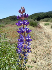 Lupinus elatus