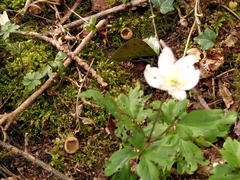 Dumontinia tuberosa
