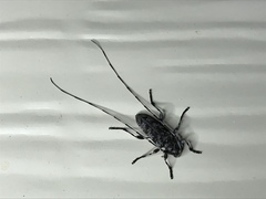 Acanthocinus obsoletus