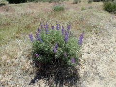 Lupinus elatus