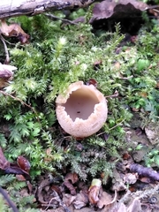 Dumontinia tuberosa