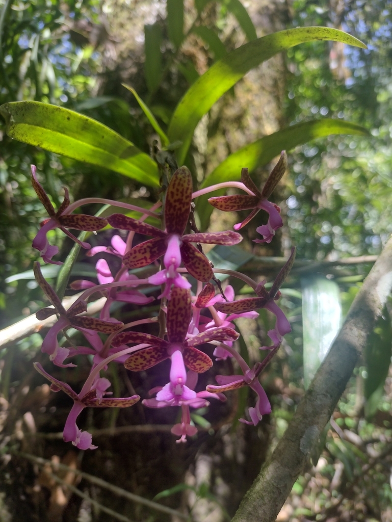 Epidendrum cnemidophorum Lindl. 3
