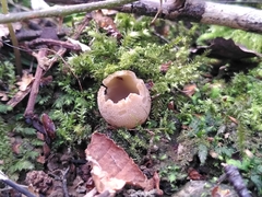 Dumontinia tuberosa