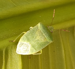 Nezara viridula