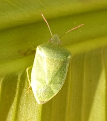 Nezara viridula