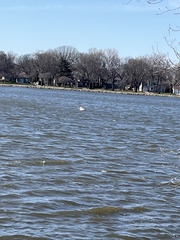 Pelecanus erythrorhynchos