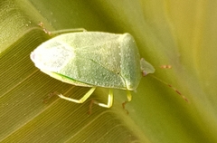 Nezara viridula