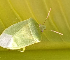 Nezara viridula