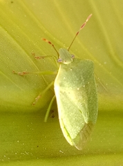 Nezara viridula