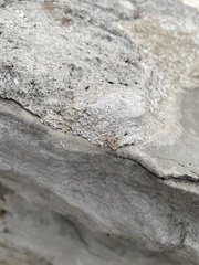 Formicidae