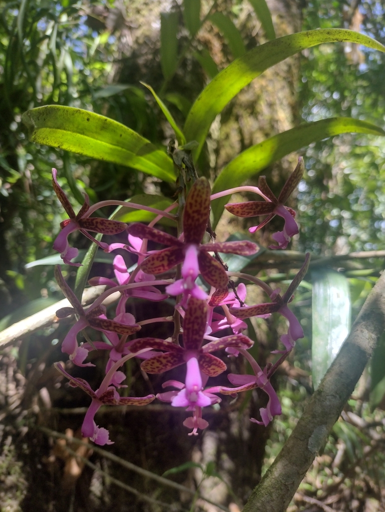 Epidendrum cnemidophorum Lindl. 4