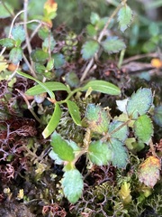 Gonocarpus aggregatus