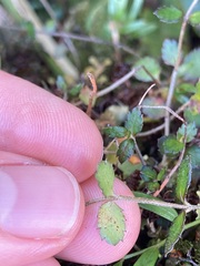 Gonocarpus aggregatus