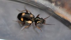 Bembidion quadrimaculatum