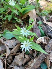 Stellaria corei