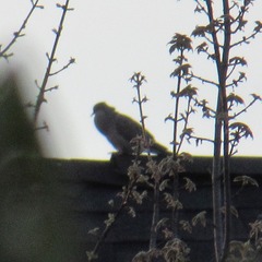 Zenaida macroura carolinensis