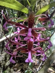 Epidendrum cnemidophorum