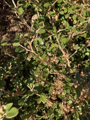Olearia quinquevulnera